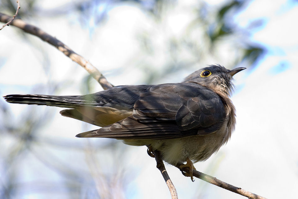 Fan-tailed Cuckoo (Cacomantis flabelliformis)